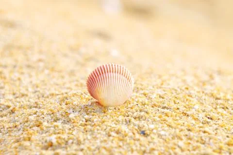 Shell clam on the sand at the beach Stock Photos