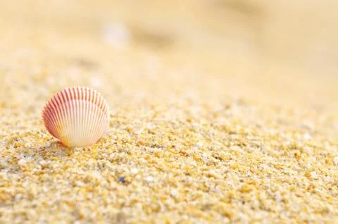 Shell clam on the sand at the beach Stock Photos