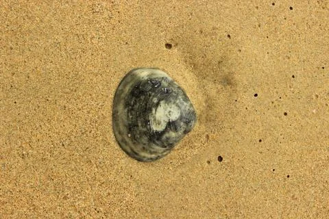 Shell clam on the sea coast Stock Photos