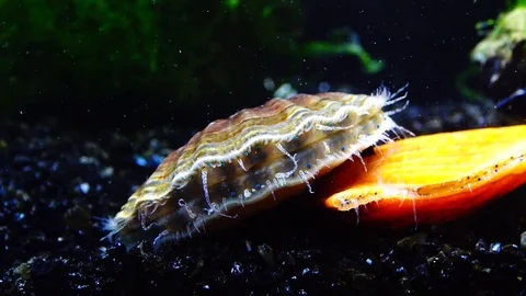 The shell claps the shell. Blue eyes and tentacles near the Black Sea mollusk Stock Footage 83871145