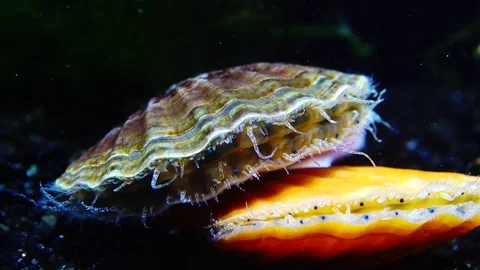 The shell claps the shell. Blue eyes and tentacles near the Black Sea mollusk Stock Footage 83871212