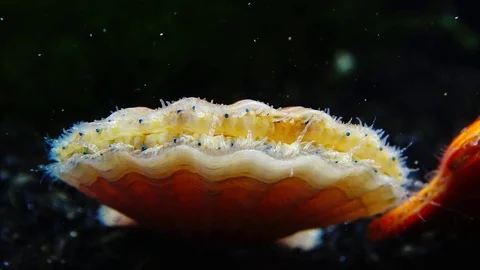 The shell claps the shell. Blue eyes and tentacles near the Black Sea mollusk Stock Footage 83871281