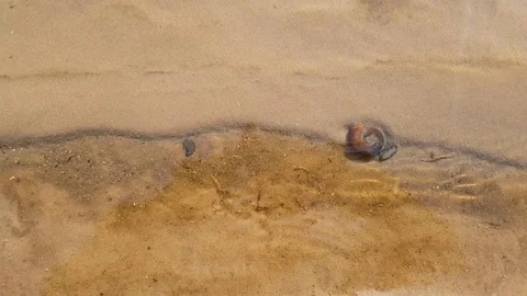 Shell in clearwater on the sand. Stock Footage 126142501