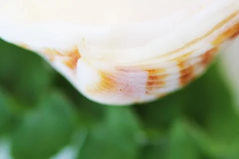 Shell close up abstract macro photo Stock Photos