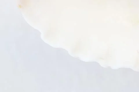 Shell close up abstract macro photo Stock Photos