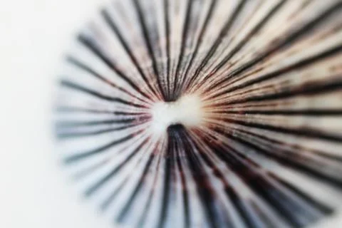 Shell close up abstract macro photo Stock Photos