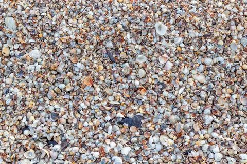 Shell close-up. The ocean coast. Background of seashells. View from above Stock Photos