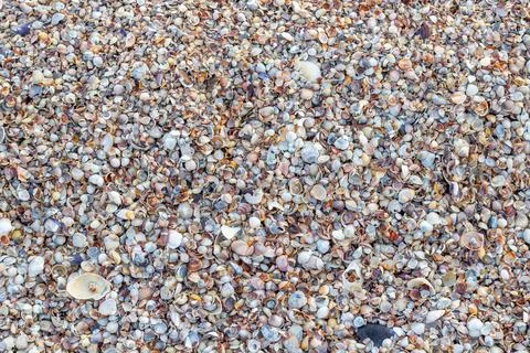 Shell close-up. The ocean coast. Background of seashells. View from above Stock Photos