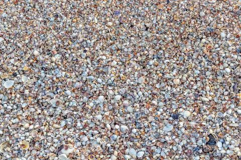 Shell close-up. The ocean coast. Background of seashells. View from above Stock Photos