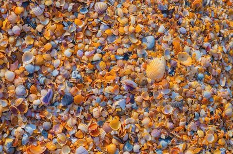 Shell Coast. Close-up of small seashells on the seashore. Sea background with Stock Photos