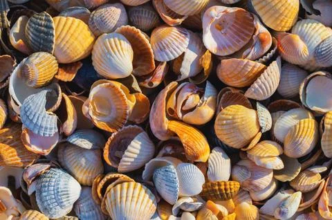 Shell Coast. Close-up of small seashells on the seashore. Sea background with Stock Photos