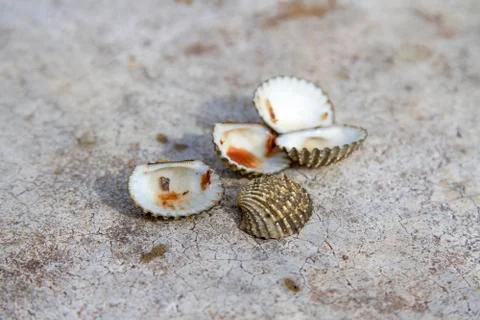 Shell cockle on the cement floor. Stock Photos