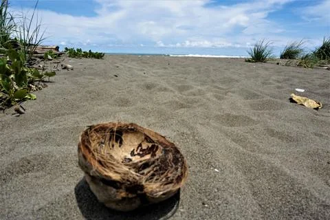 Shell of a coconut at Dominical beach Stock Photos