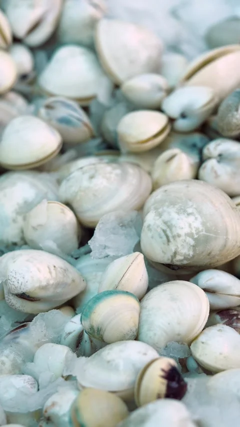 Shell collecting adventure on the beach during low tide Stock Footage 311752077