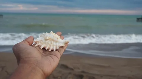 Shell collection on the beach at sunset Stock Footage 333297149
