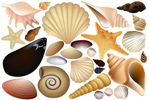 Shell collection Stock Illustration