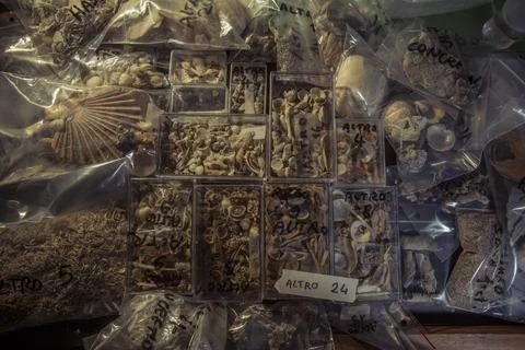 Shell collection Stock Photos