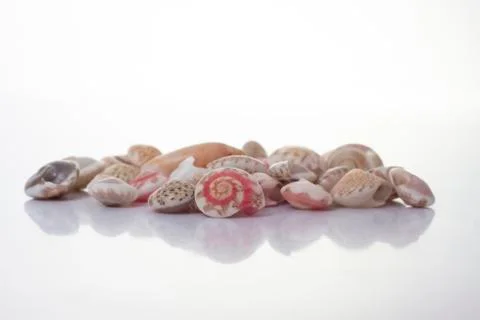 Shell collection with reflection Stock Photos