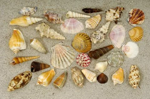 Shell collection in sand Stock Photos