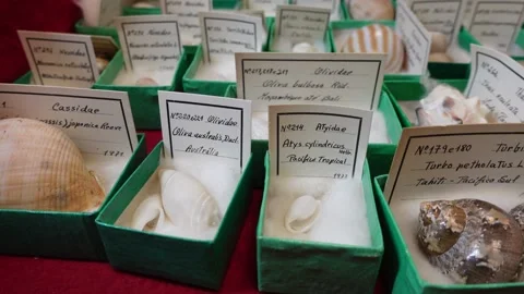 Shell collection. shells from different countries Stock Footage 263715031