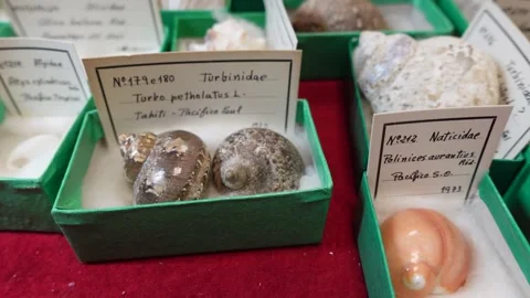 Shell collection. shells from different countries Stock Footage 263715038