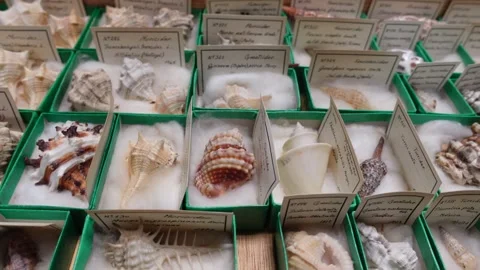 Shell collection. shells from different countries Stock Footage 263715157