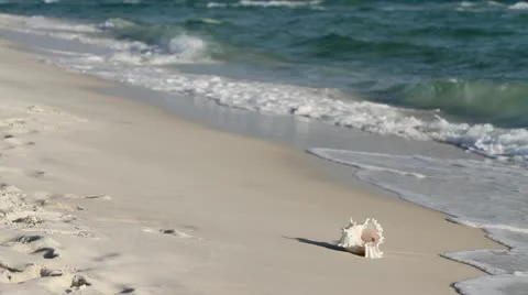 Shell Collector Stock Footage 10877005