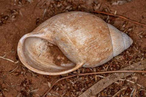 Shell of Common Land Snail Stock Photos
