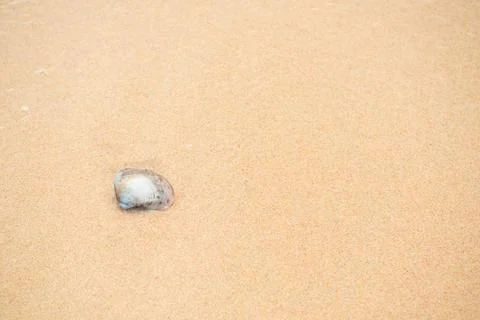 Shell conch sea beach summer background, seashell on sand Sunshine Stock Photos
