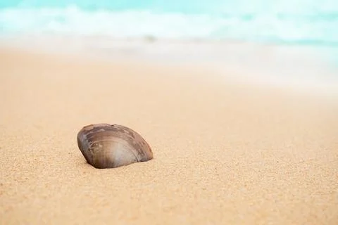 Shell conch sea beach summer background, seashell on sand Sunshine Stock Photos