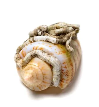 Shell of cone snail on white Foto stock