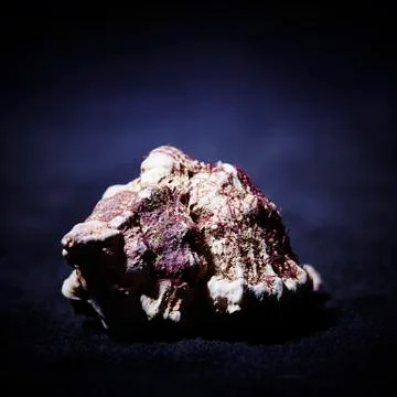 Shell Covered in Algae Stock Photos