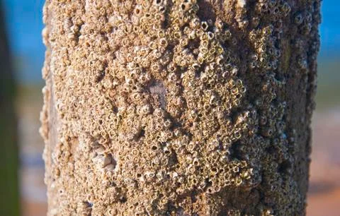 Shell covered trunk in the beach, day time Stock Photos
