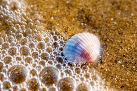 Shell covered by wave with bubbles Stock Photos