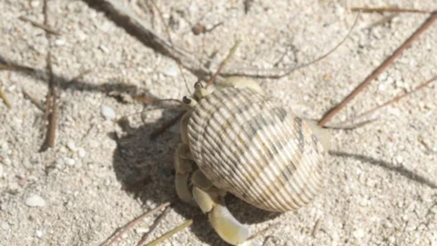 Shell crab crawling on the beach Video stock 85789632