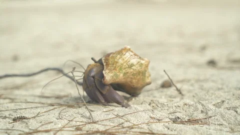 Shell crab crawling on the sand Stock Footage 85786409