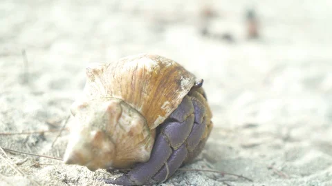 Shell crab crawling on the sand Stock Footage 85786658