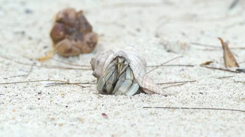 Shell crab crawling on the sand Stock Footage 85789292