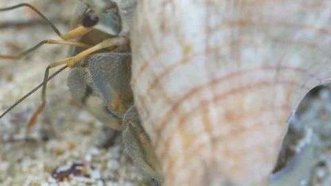 Shell crab crawling on the sand Stock Footage 85789433