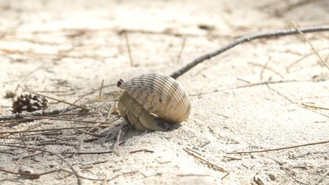 Shell crab crawling on the sand Stock Footage 85789561