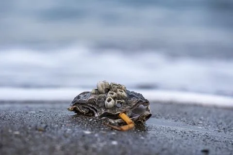 A shell with a crab inside is laying on the beach Stock-Fotos