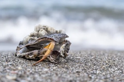 A shell with a crab inside is laying on the beach Stock-Fotos