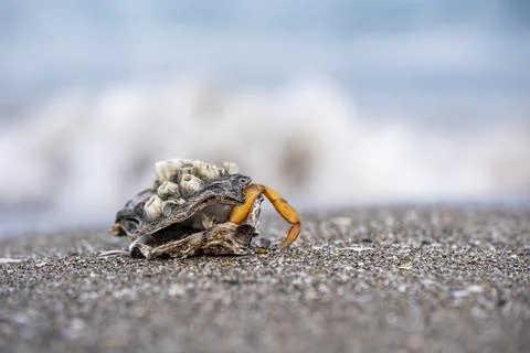 A shell with a crab inside is laying on the beach 스톡 사진