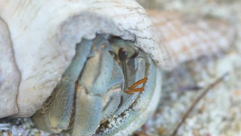 Shell crab in the shell Stock Footage 85789391