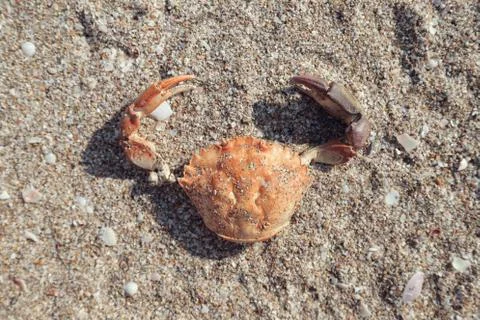 The shell of a crab, washed up on damp grey beach sand. Stock Photos