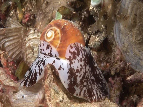 Shell crawling Stock Footage 98475890