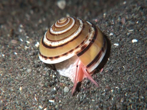 Shell crawling Video stock 98475912