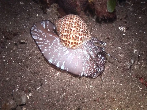 Shell crawling Stock Footage 98475915