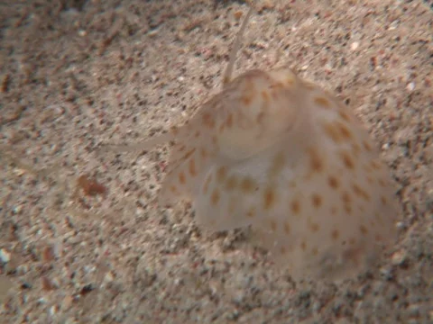 Shell crawling Stock Footage 98475929