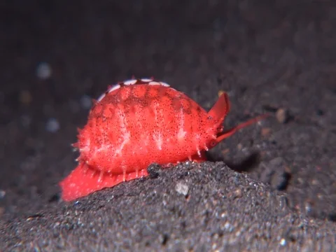 Shell crawling Stock Footage 98475932